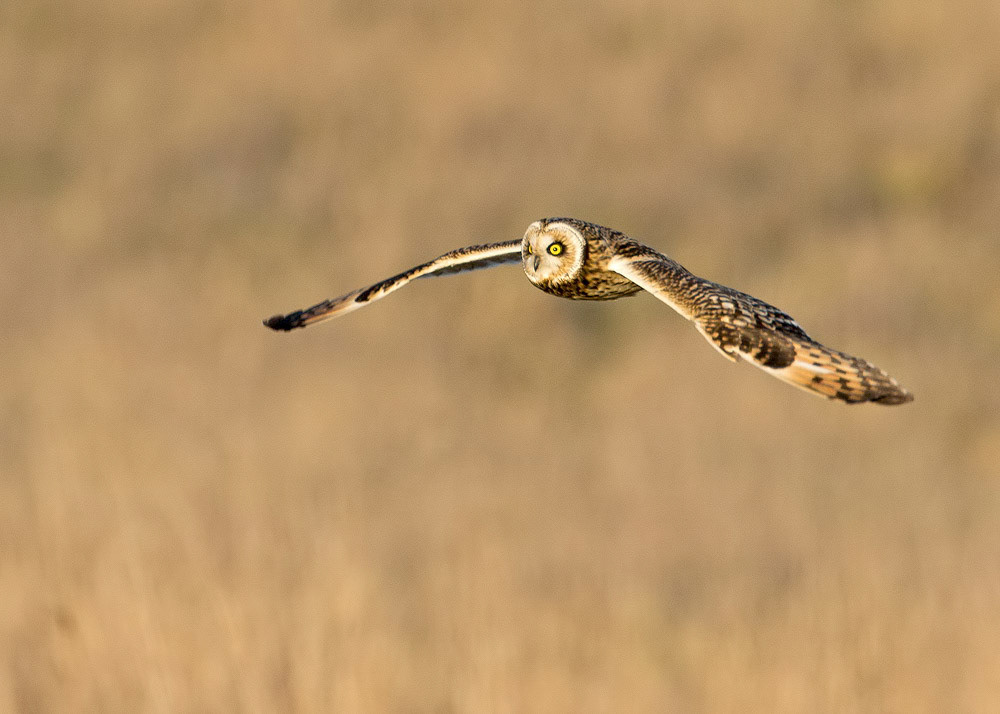 Short-eared Owl