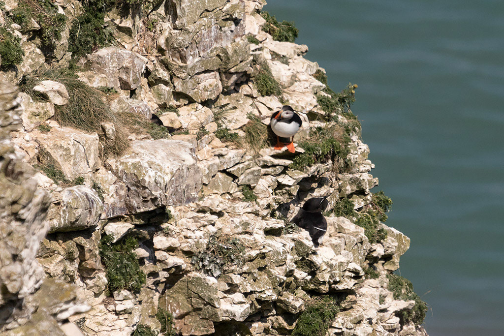 Puffin