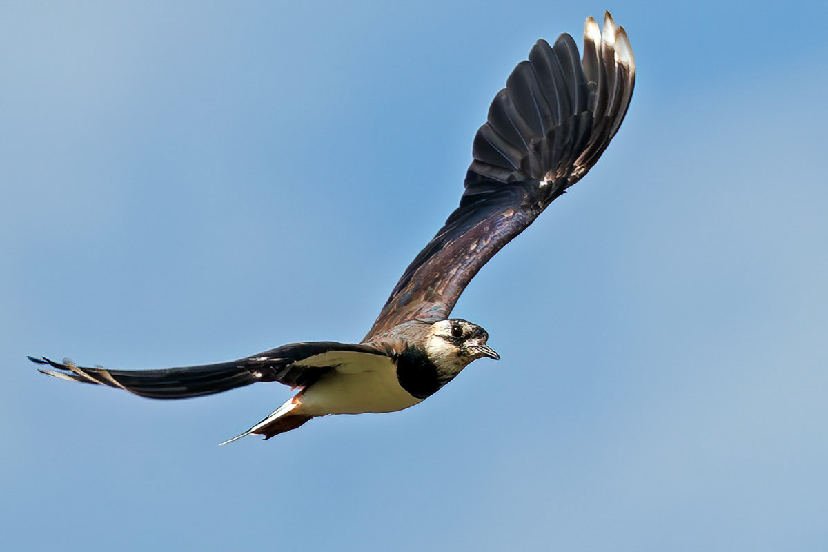 Lapwing