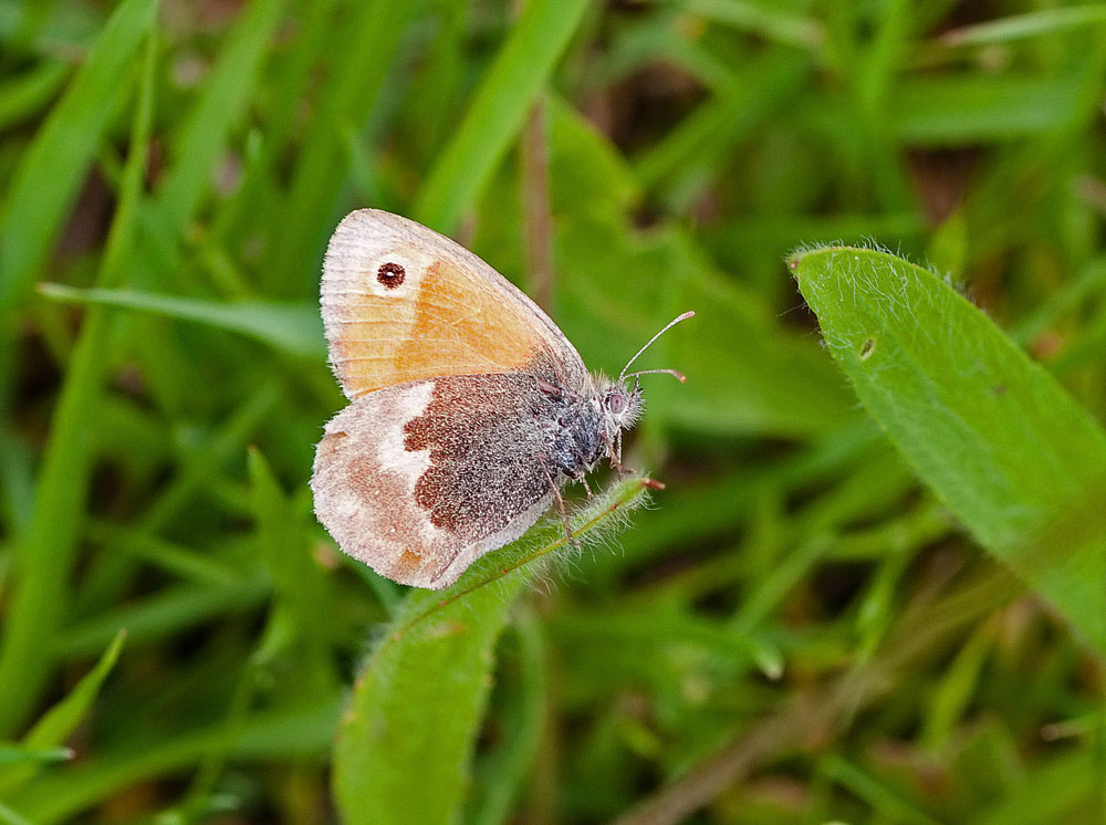 Small Heath
