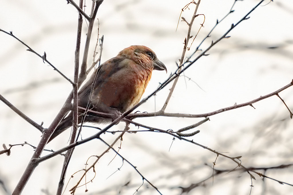 Crossbill