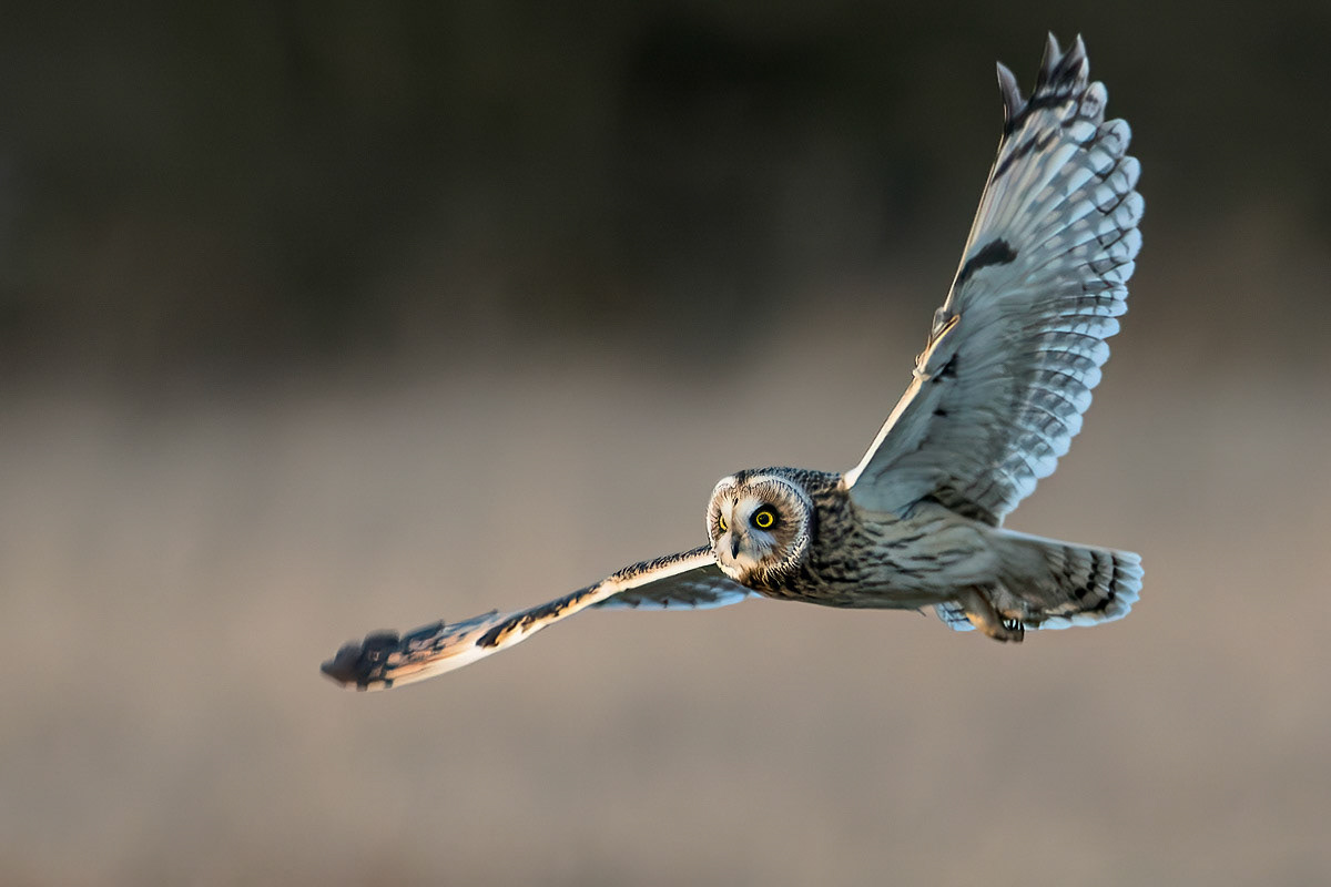 Short-eared Owl