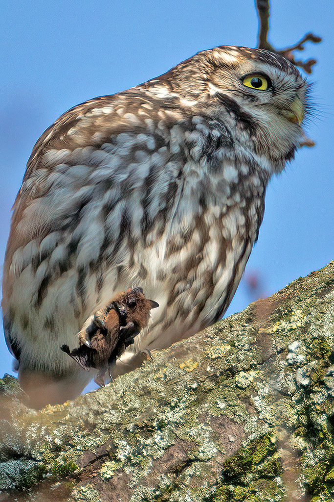Little Owl