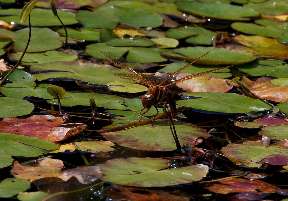 Brown Hawker