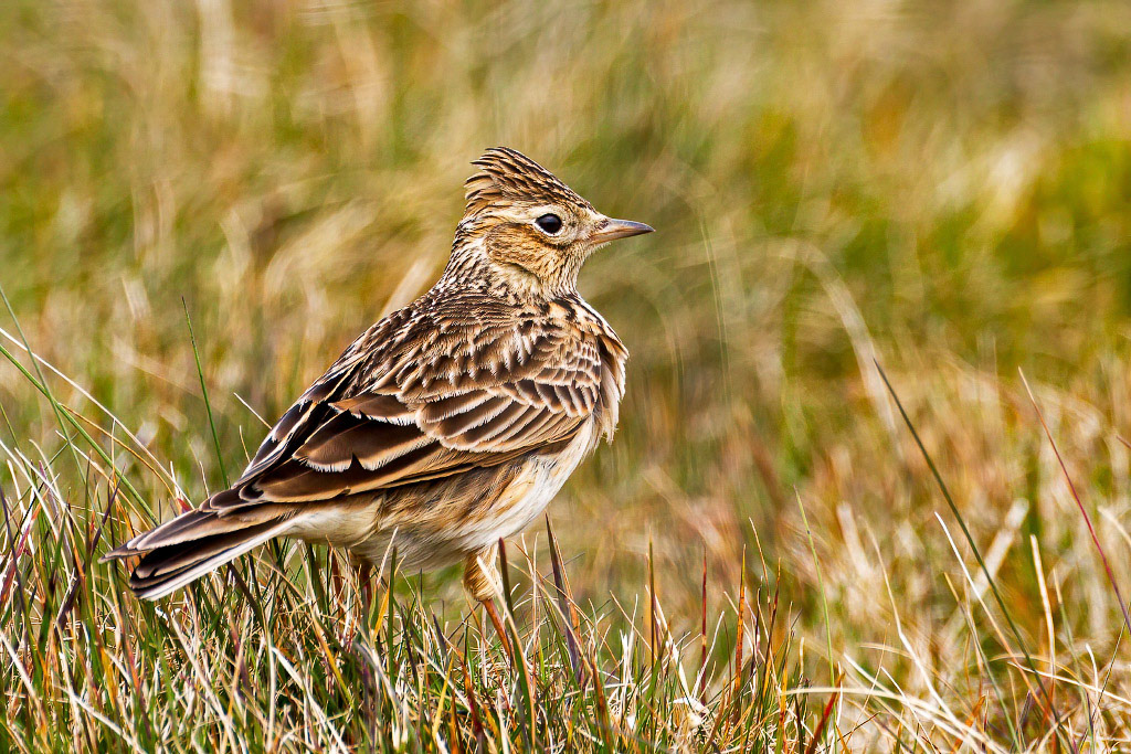 Skylark