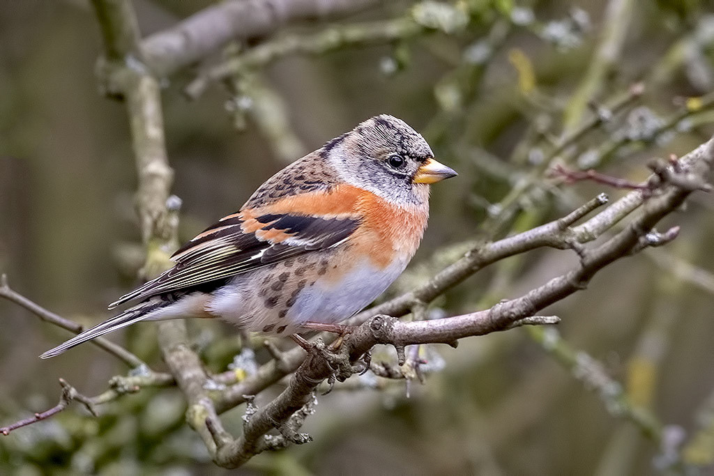 Brambling