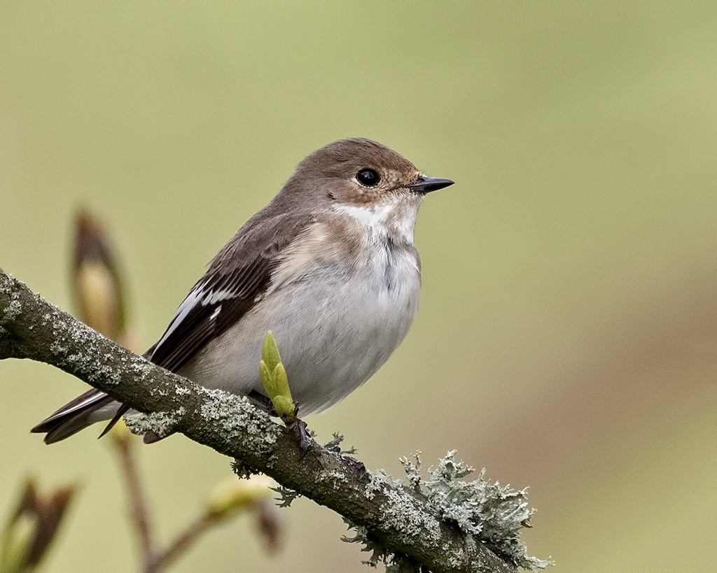 Female Pied Flycatcher