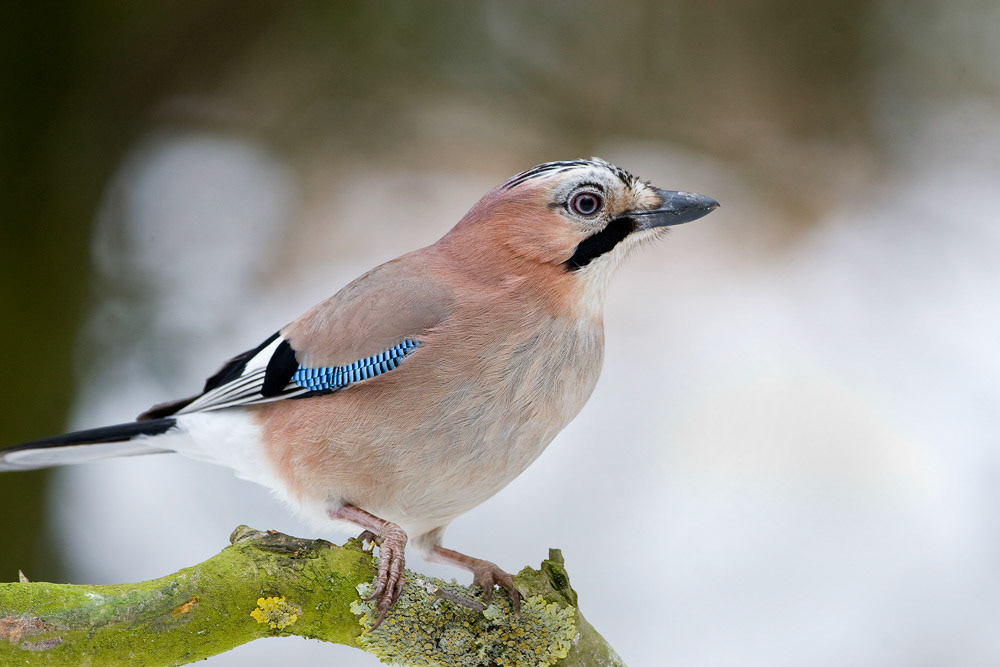 Jay
