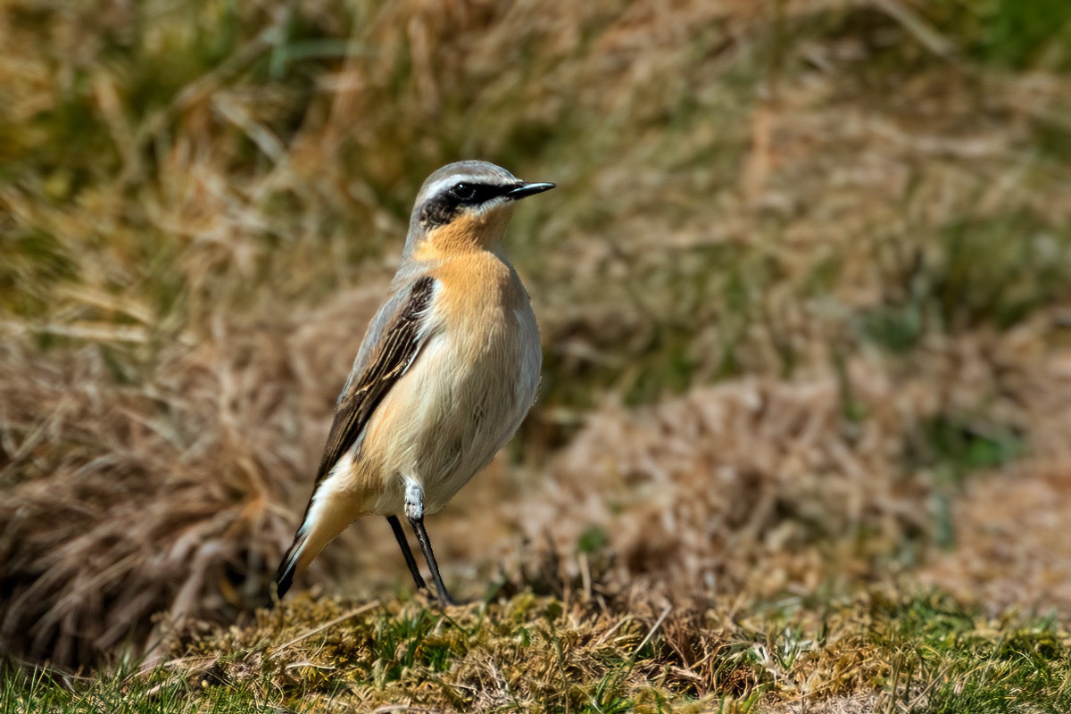 Northern Wheatear