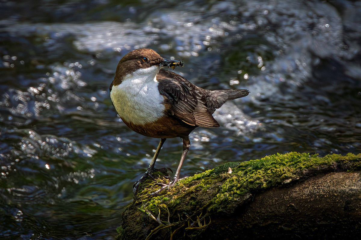 Dipper