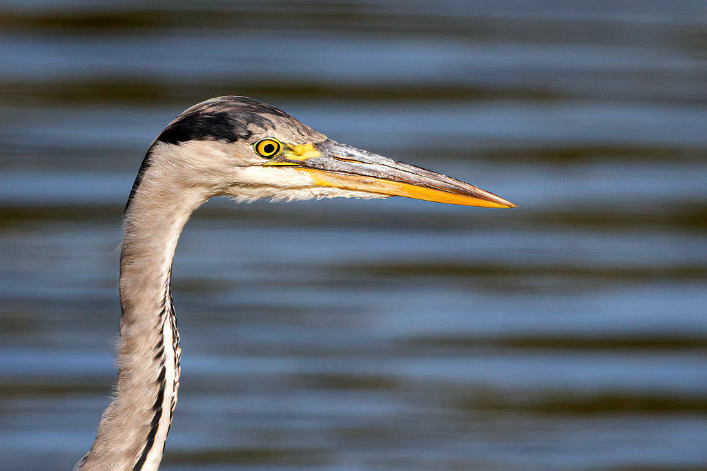 Grey Heron