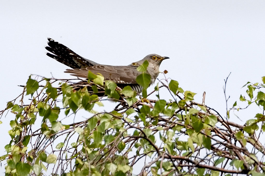 Cuckoo