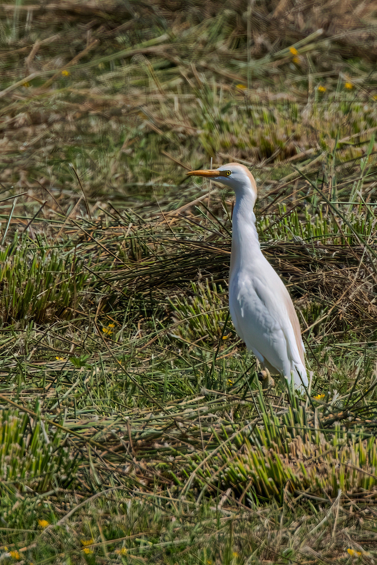 Cattle Egret