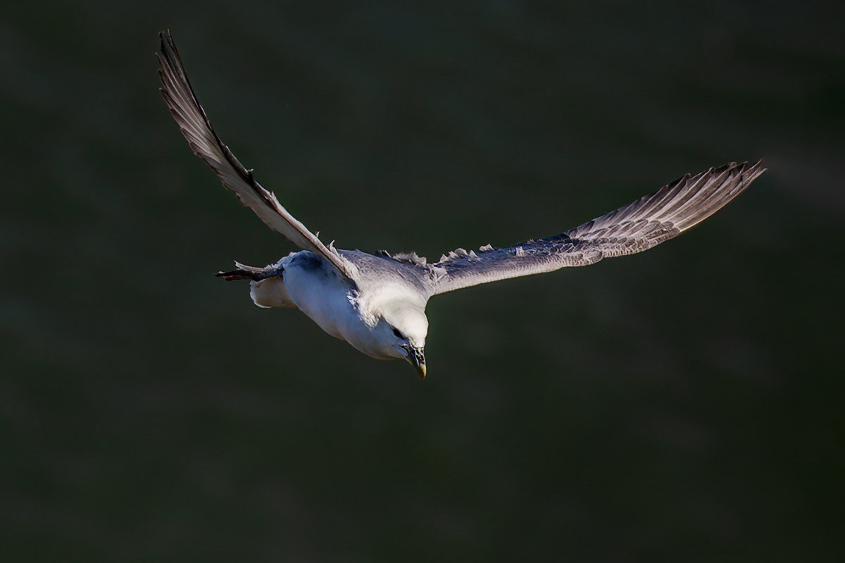 Fulmar