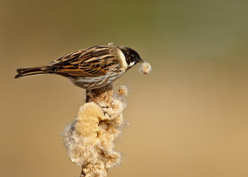 Reed Bunting