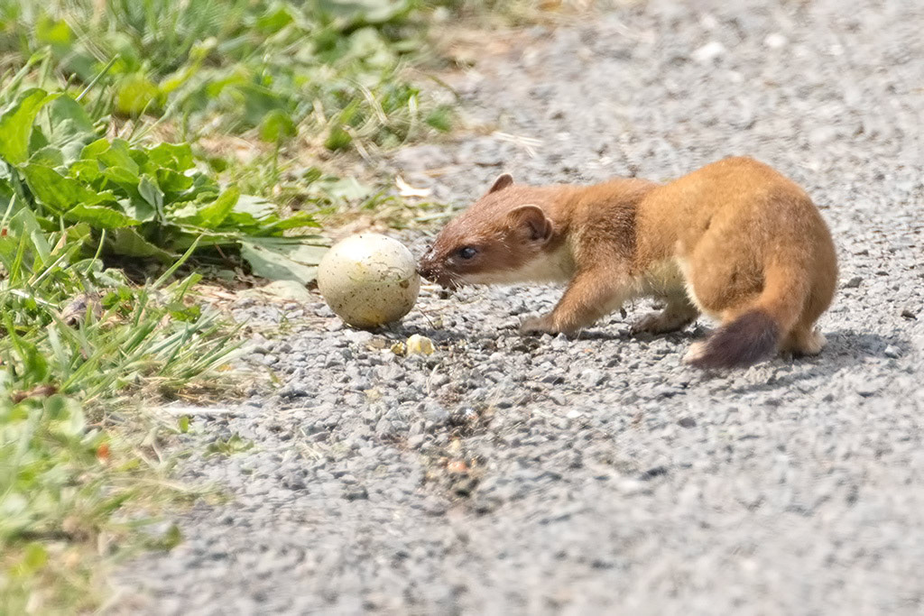 Stoat