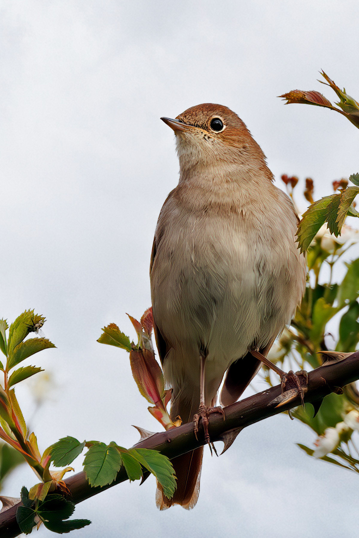 Common Nightingale