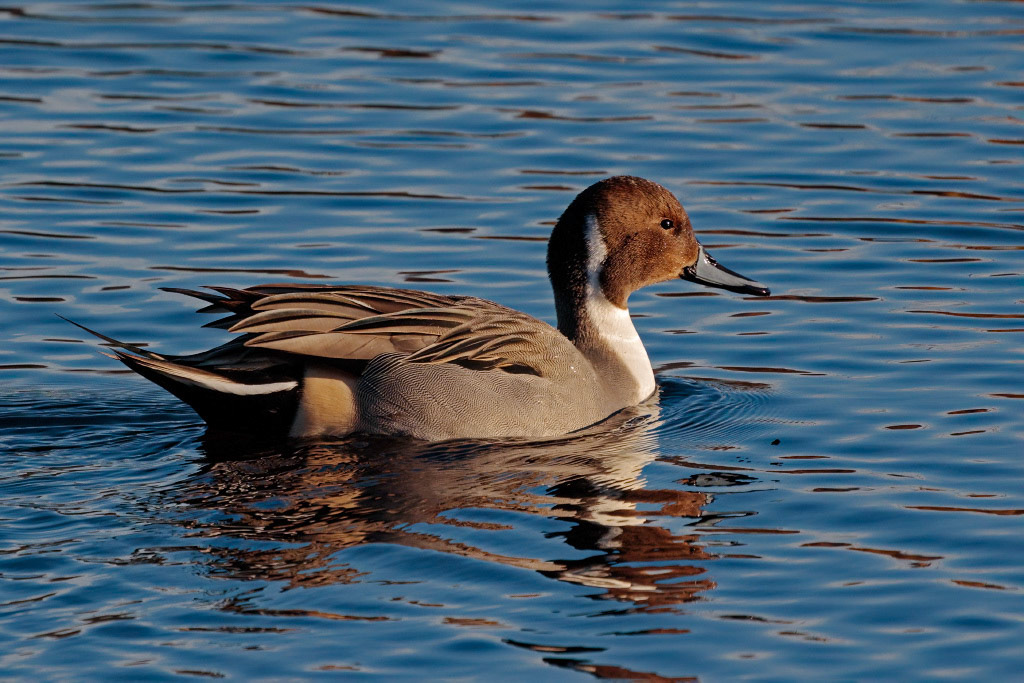Pintail Duck