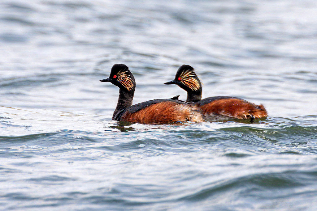 Black-necked Grebe