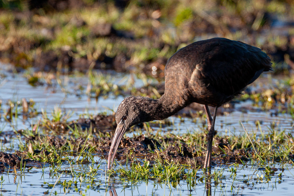 Glossy Ibis