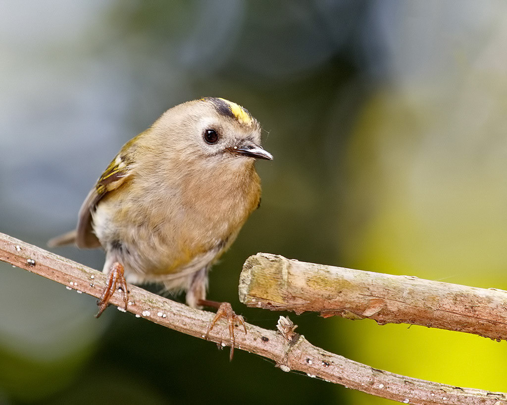 Goldcrest