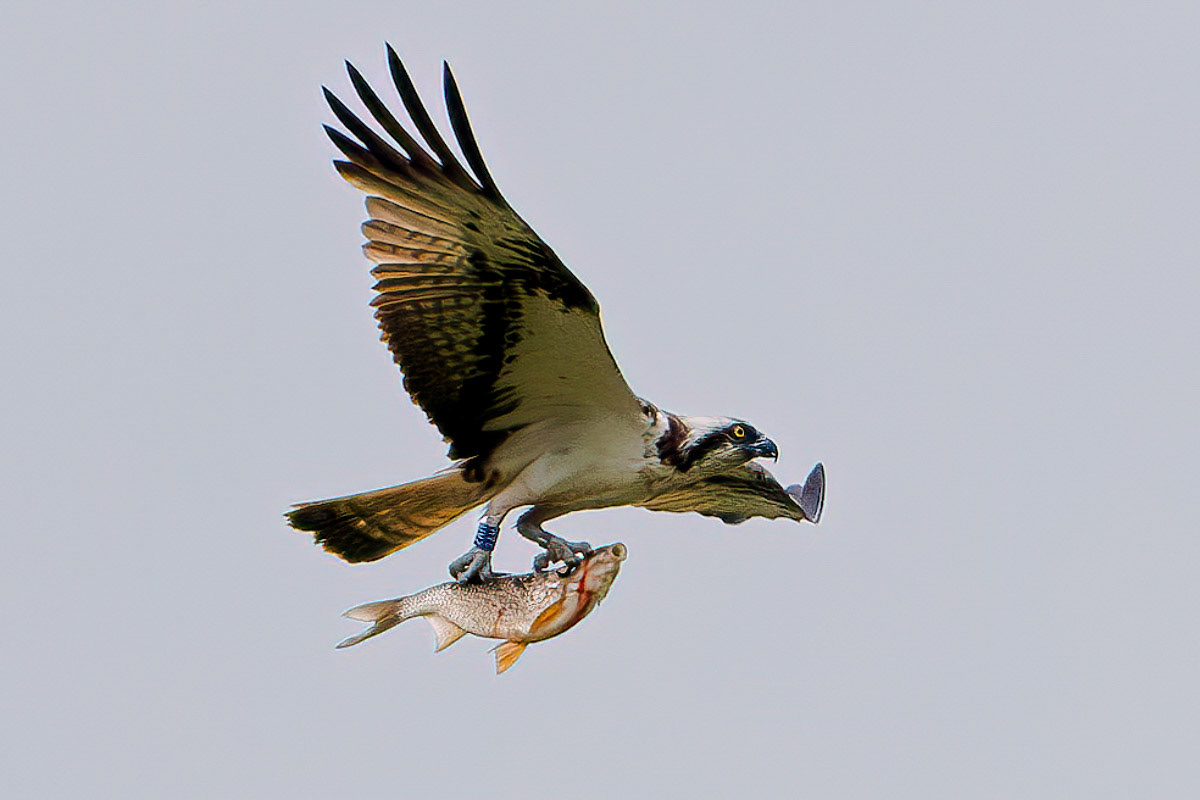 Osprey