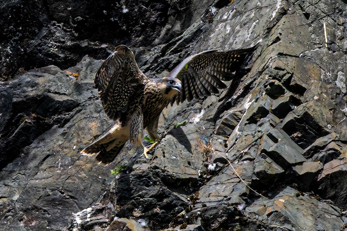 Peregrine Falcon