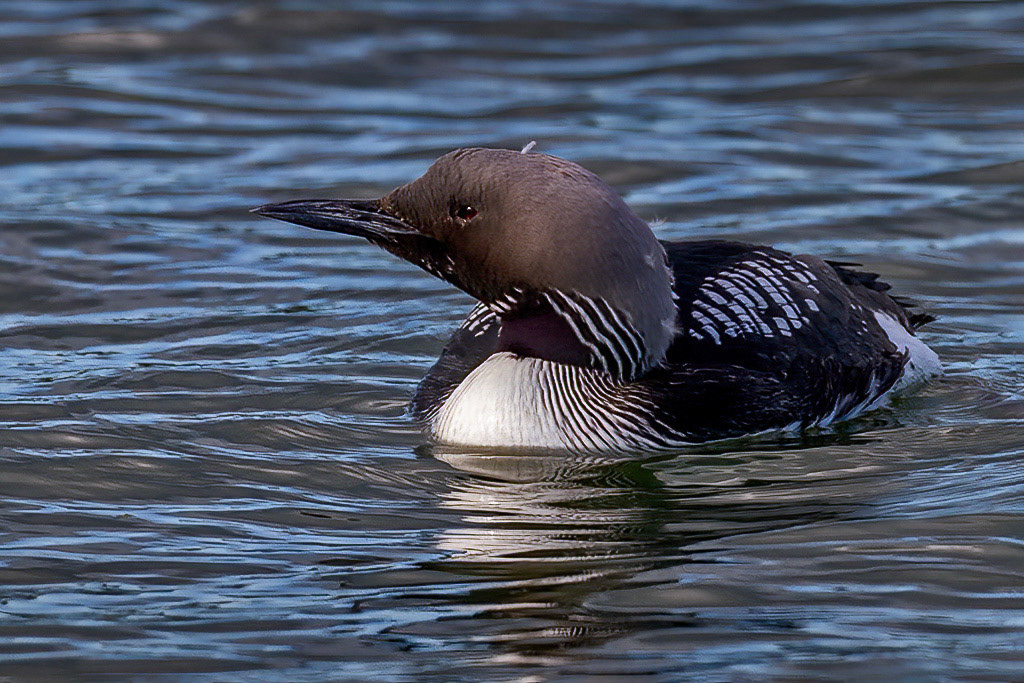 Black-throated Diver