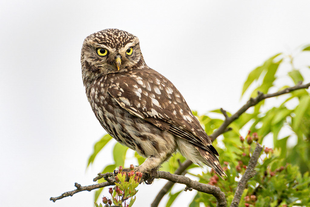 Little Owl