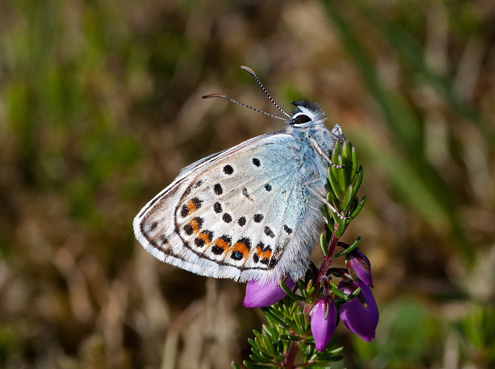 Silver-studded Blue