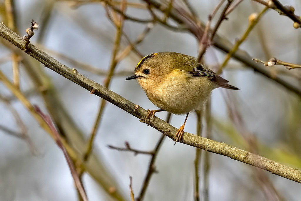 Goldcrest