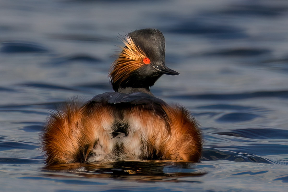 Black-necked Grebe