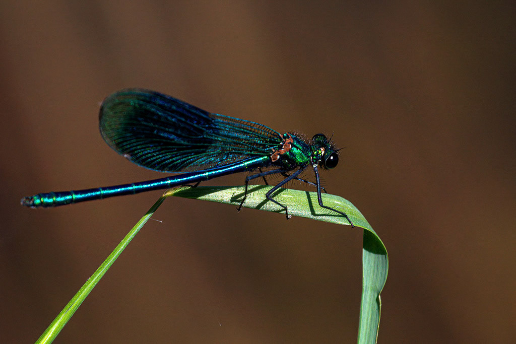 Banded Demoiselle