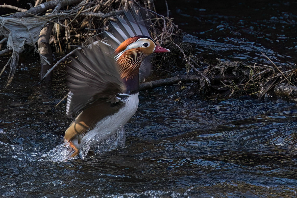 Mandarin Duck