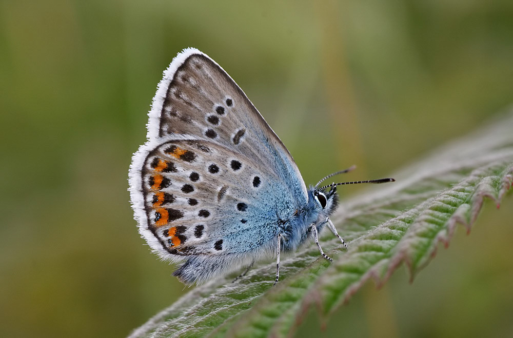 Silver-studded Blue