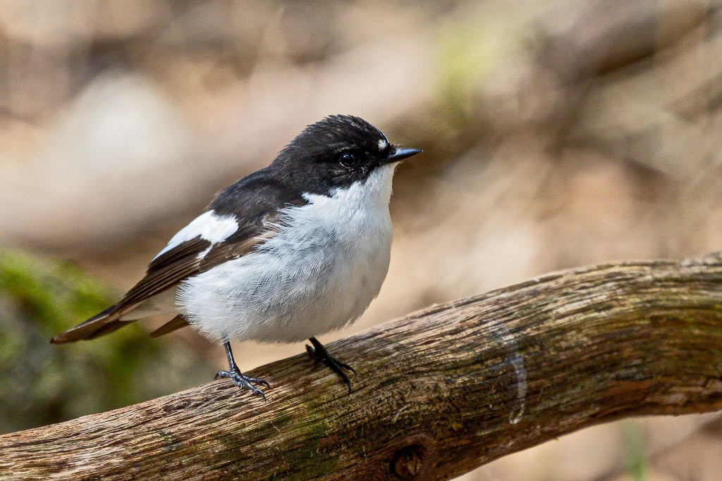 Pied Flycatcher