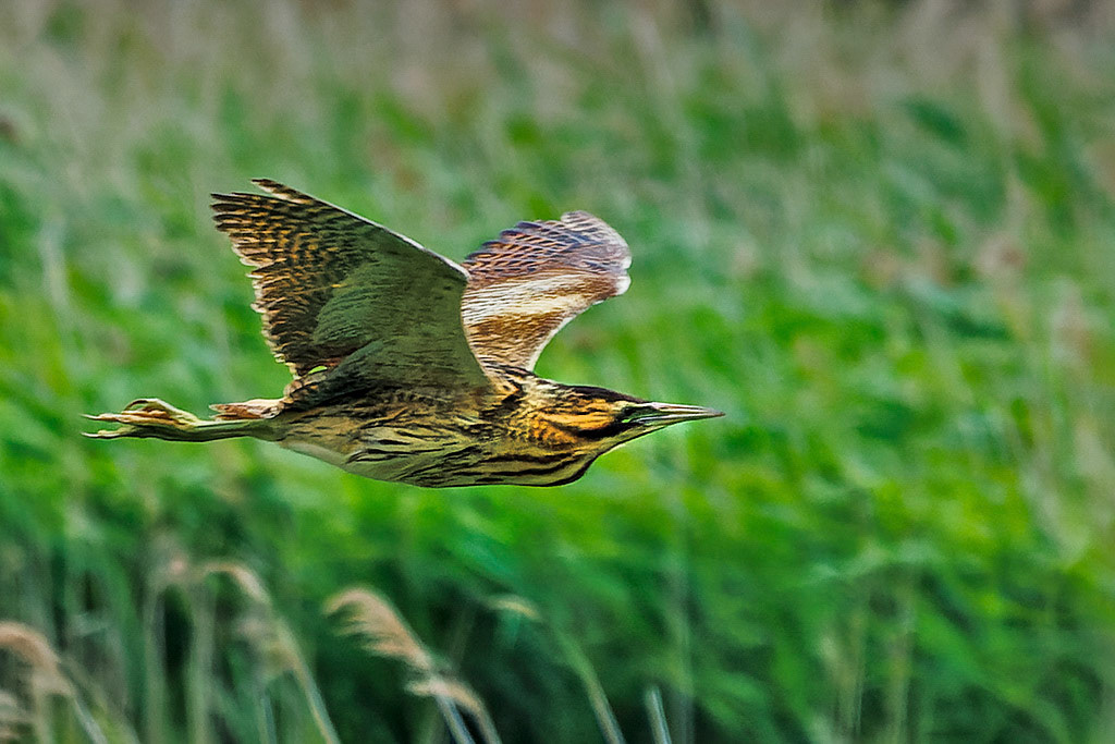 Bittern