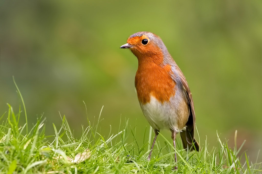 Robin