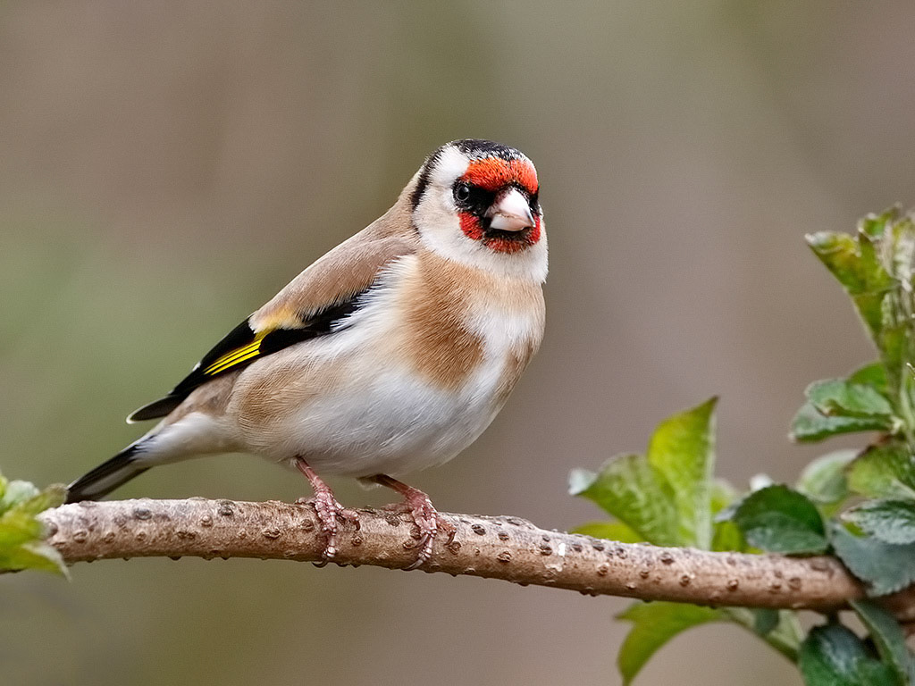 Goldfinch