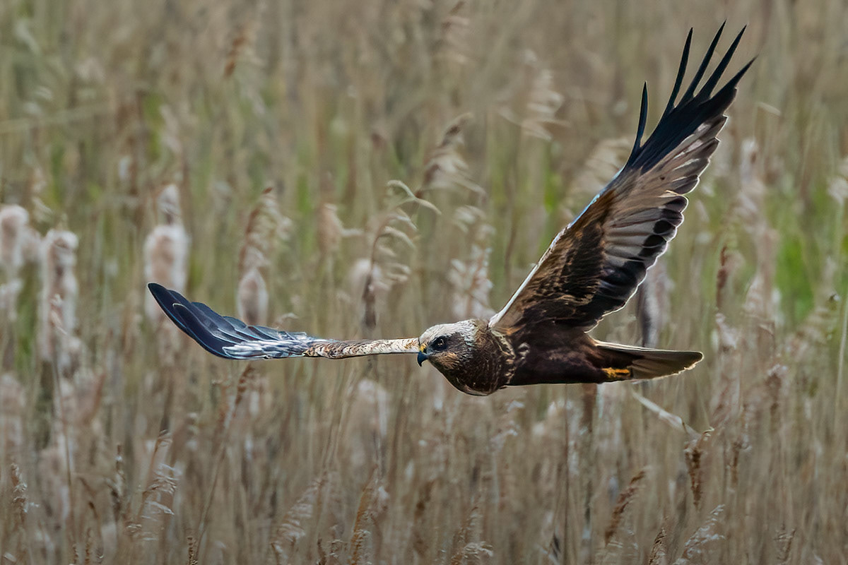 Marsh Harrier