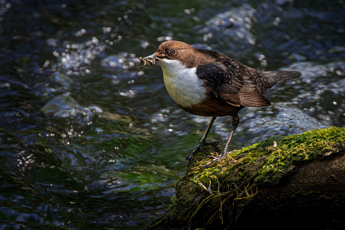 Dipper