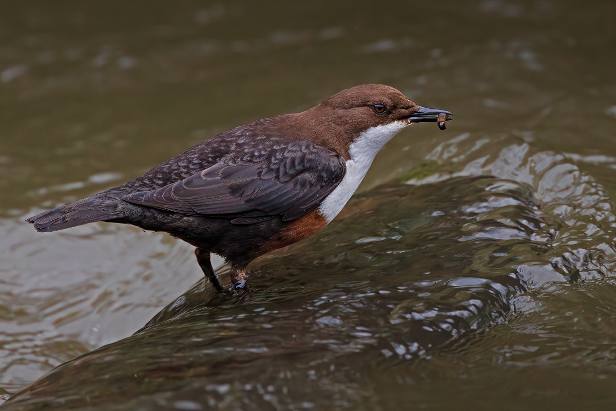 White-throated Dipper