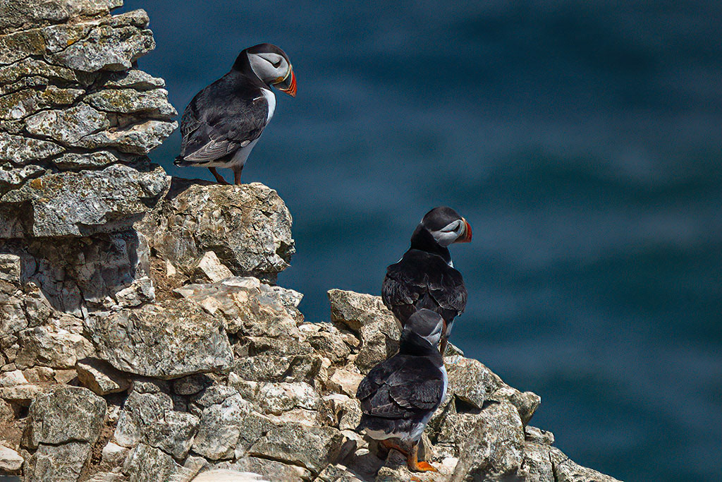 Puffin