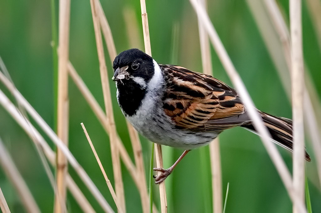 Reed Bunting