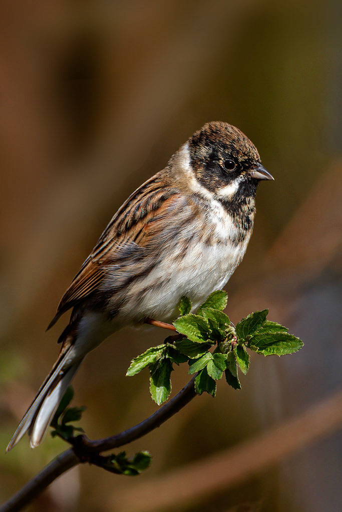 Reed Bunting