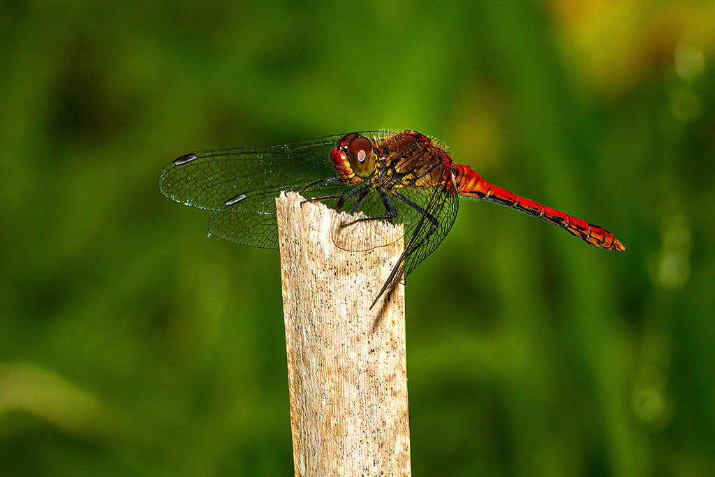 Ruddy Darter