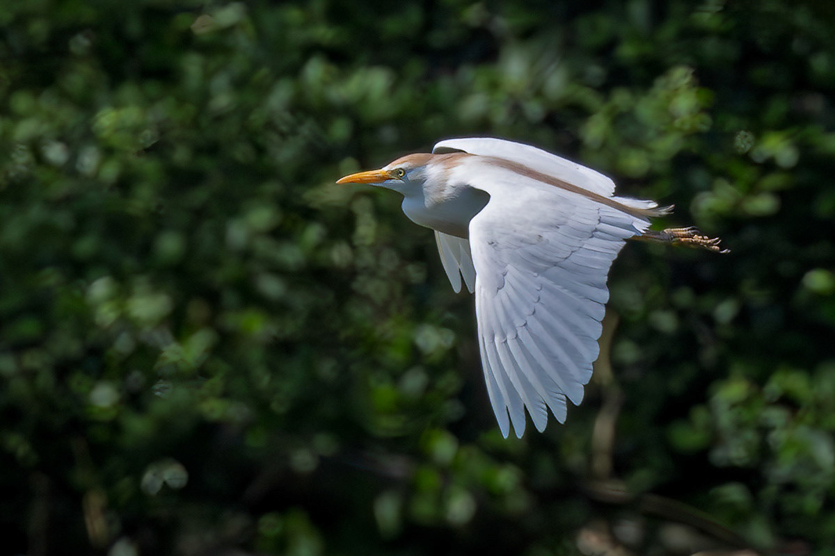 Cattle Egret