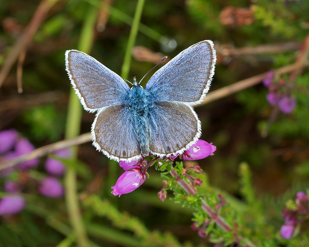 Silver-studded Blue