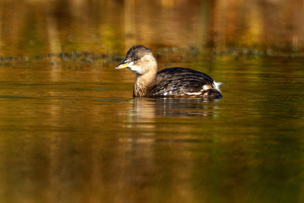 Little Grebe