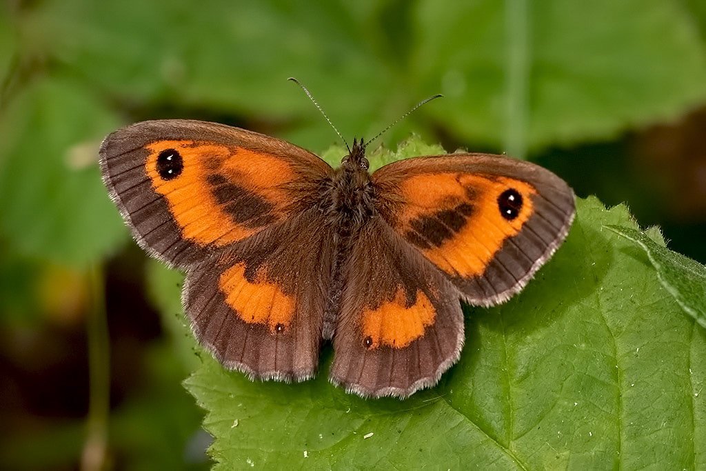 Gatekeeper